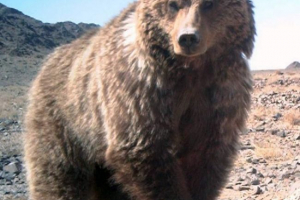 Gobai brown medvjed: problem spremanje pogled Gobai brown medvjed: problem spremanje pogled